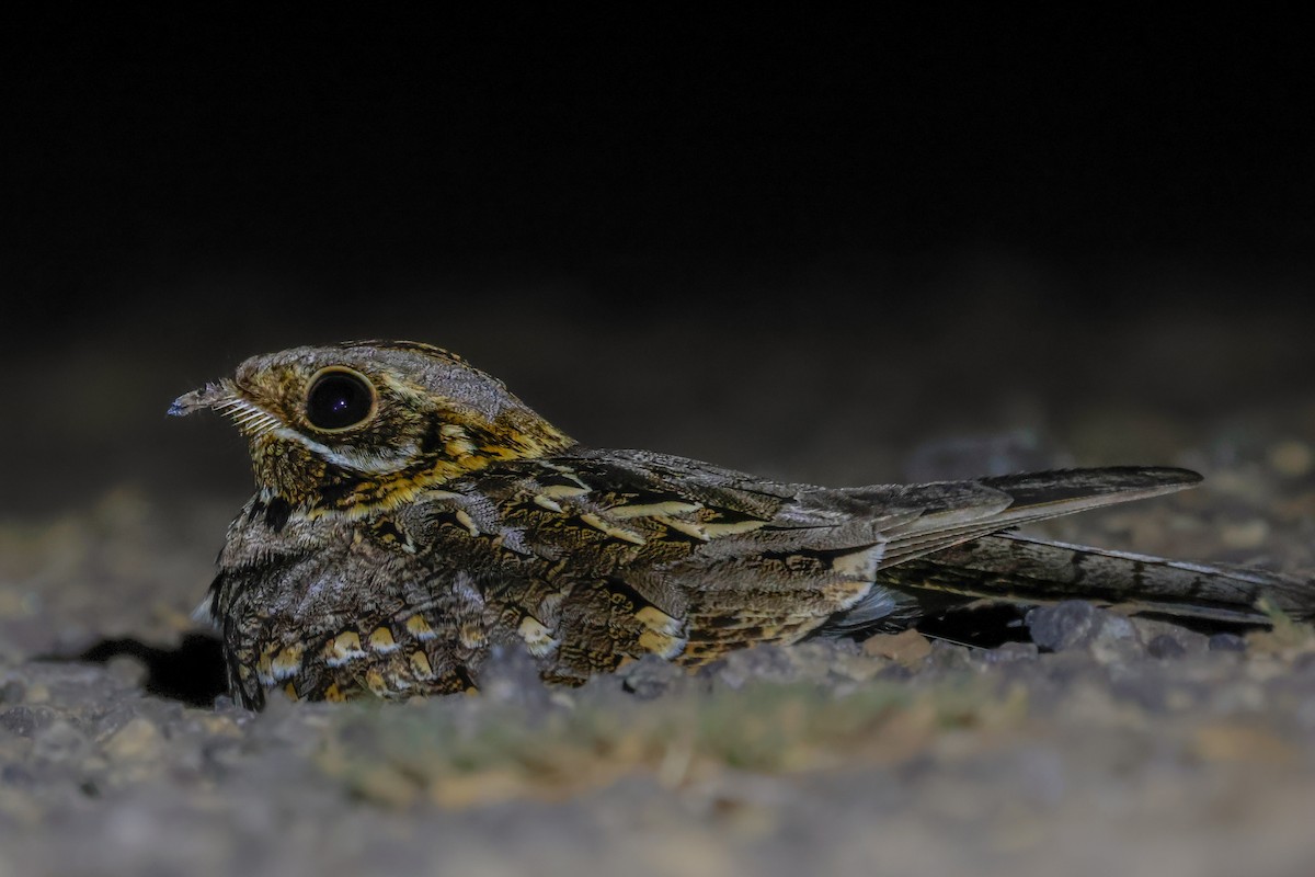 Chotacabras Hindú - ML615300250
