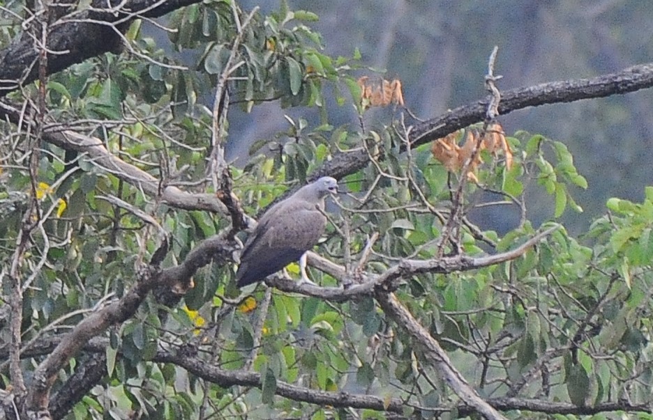 Lesser Fish-Eagle - JOE M RAJA