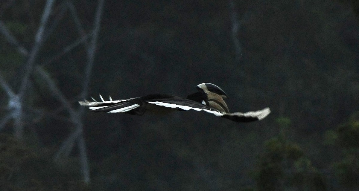 Malabar Pied-Hornbill - ML615300299