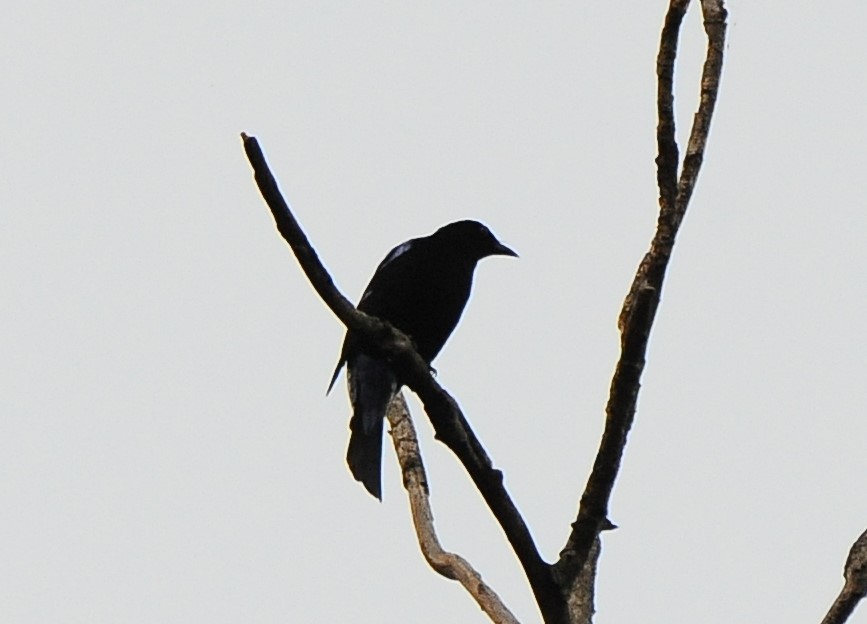 Asian Fairy-bluebird - ML615300383