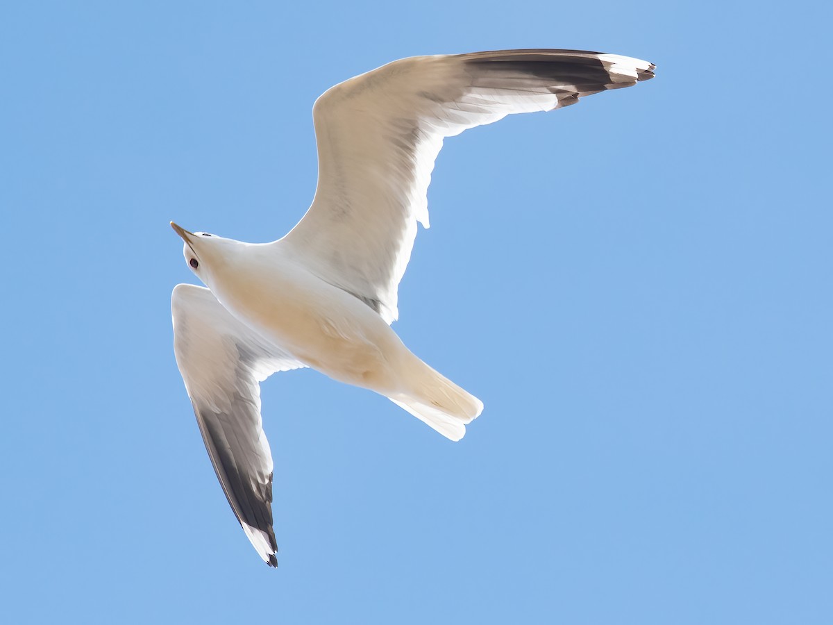 Common Gull (Russian) - ML615300393