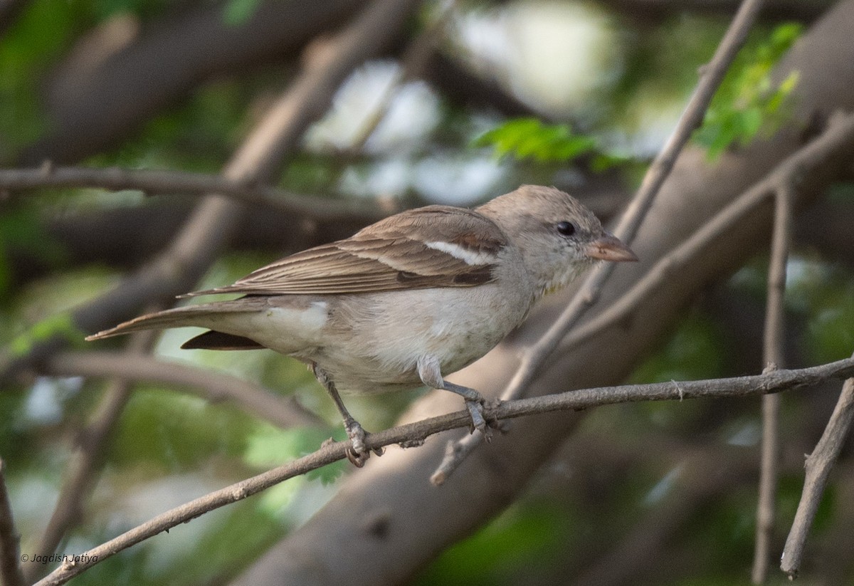 Yellow-throated Sparrow - Jagdish Jatiya