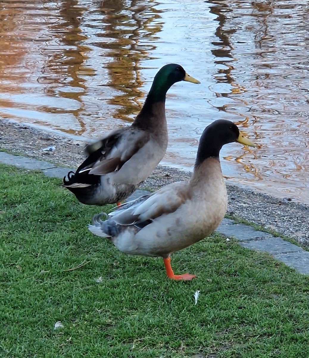 Mallard - ML615300505