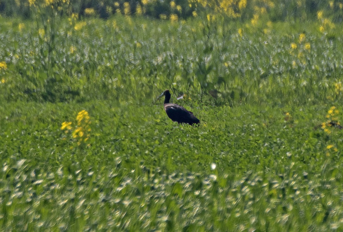 Red-naped Ibis - Ali Usman Baig