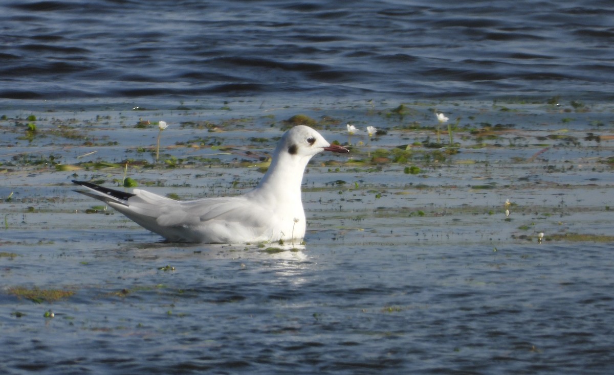 Black-headed Gull - ML615300636