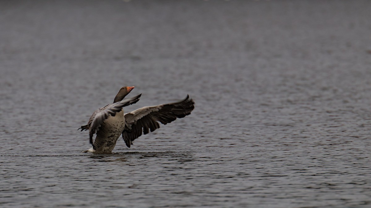 Graylag Goose - Gerald Friedrichs