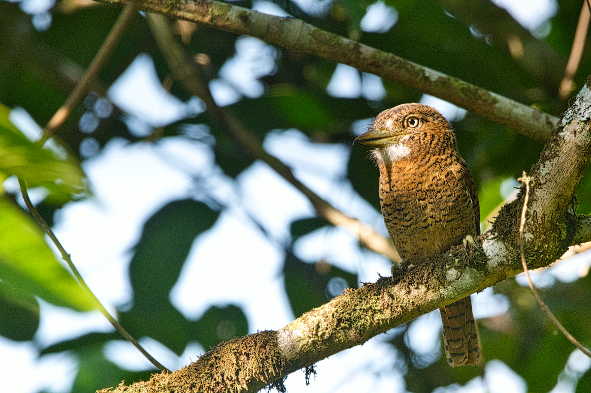 Лінивка-смугохвіст панамська - ML615300738