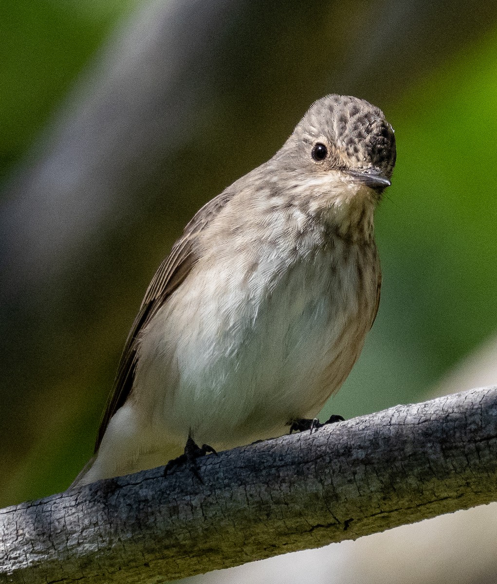 Spotted Flycatcher - ML615300748