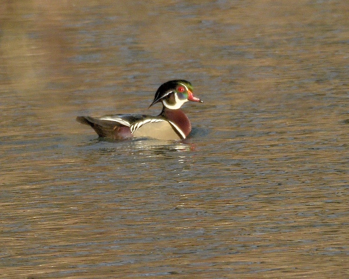 Wood Duck - David Kennedy