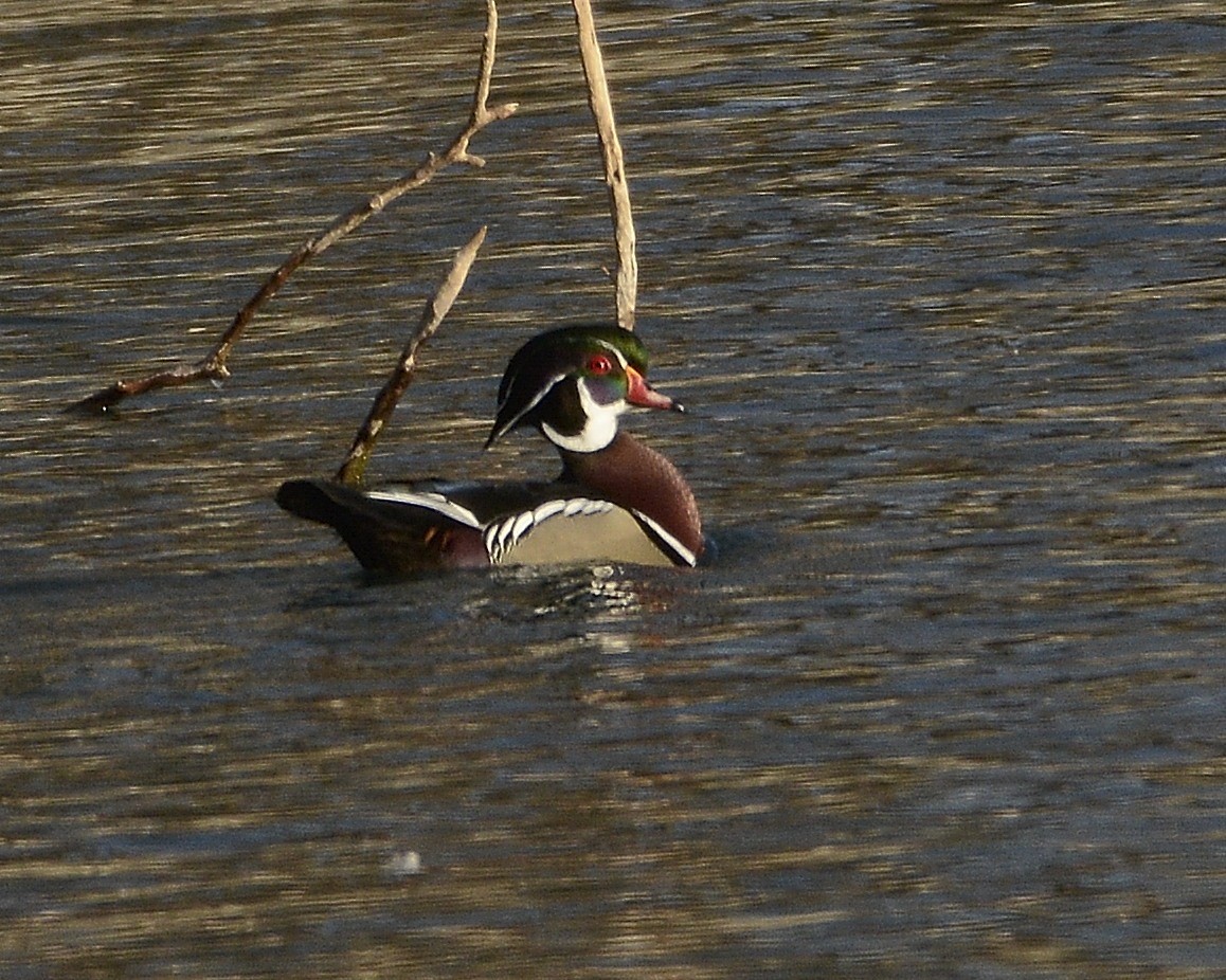 Wood Duck - David Kennedy