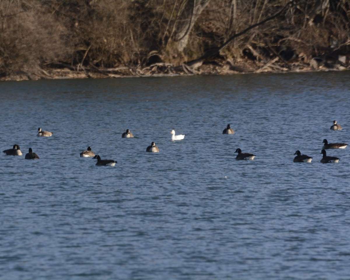 Snow Goose - ML615300831