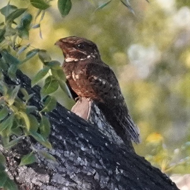 eBird Checklist - 25 Feb 2024 - Florida International University ...