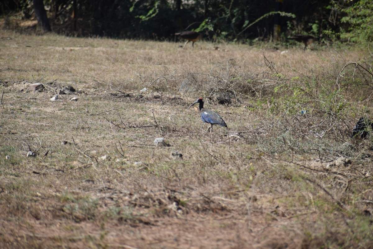 Red-naped Ibis - ML615300931