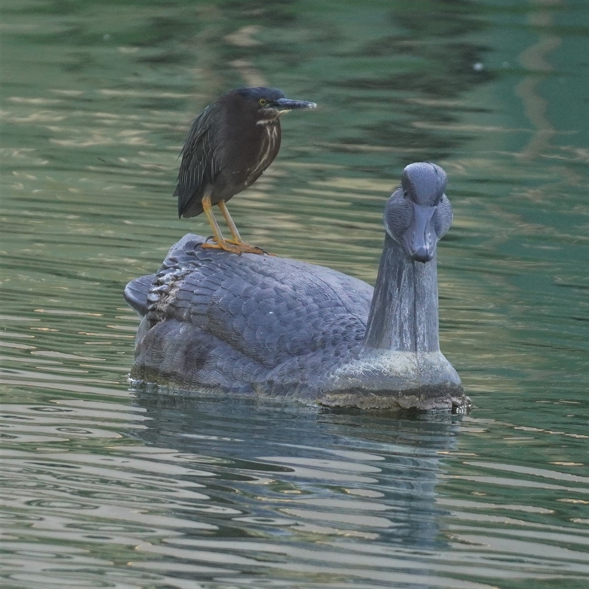 Green Heron - ML615300959