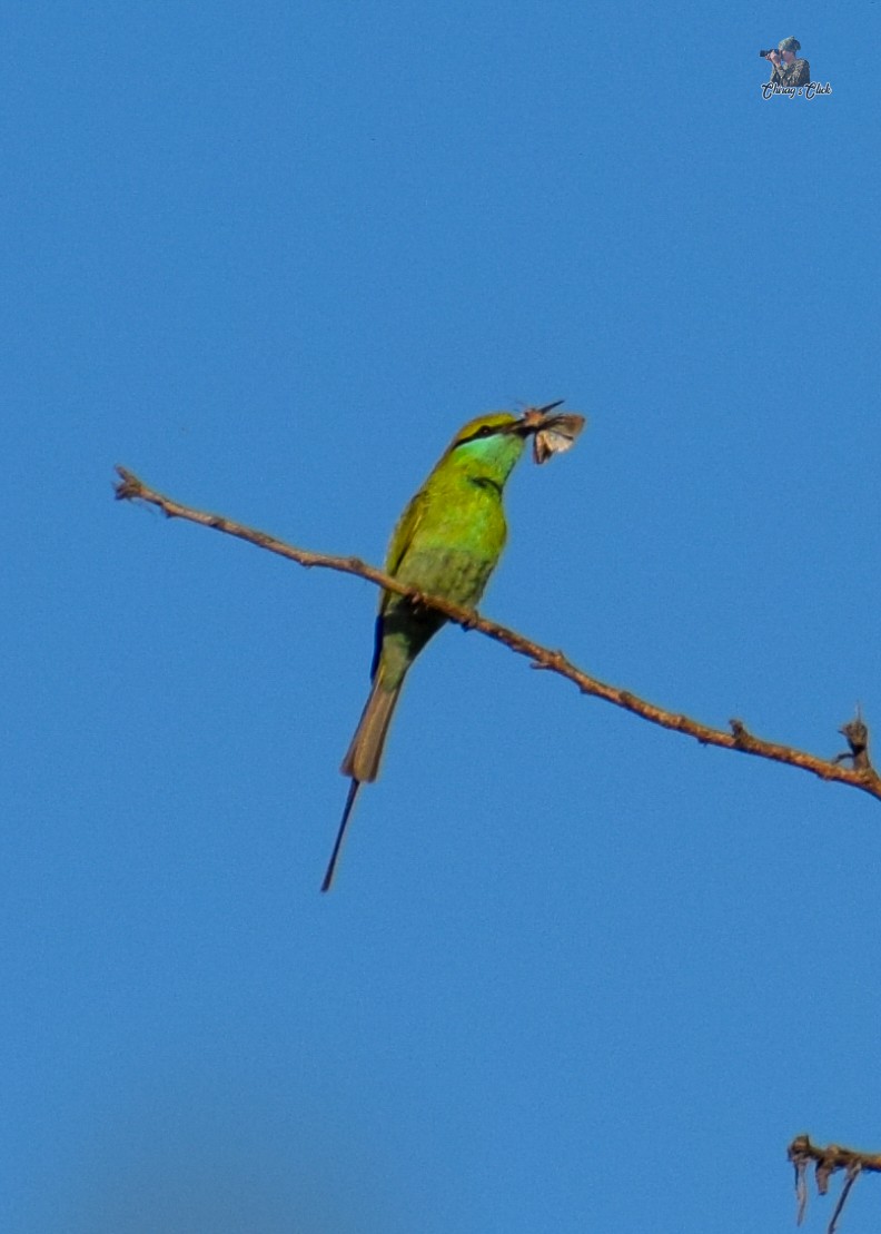 Asian Green Bee-eater - ML615300960