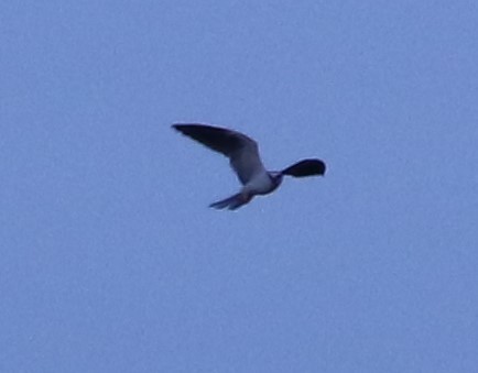 White-tailed Kite - Suzana Arakaki
