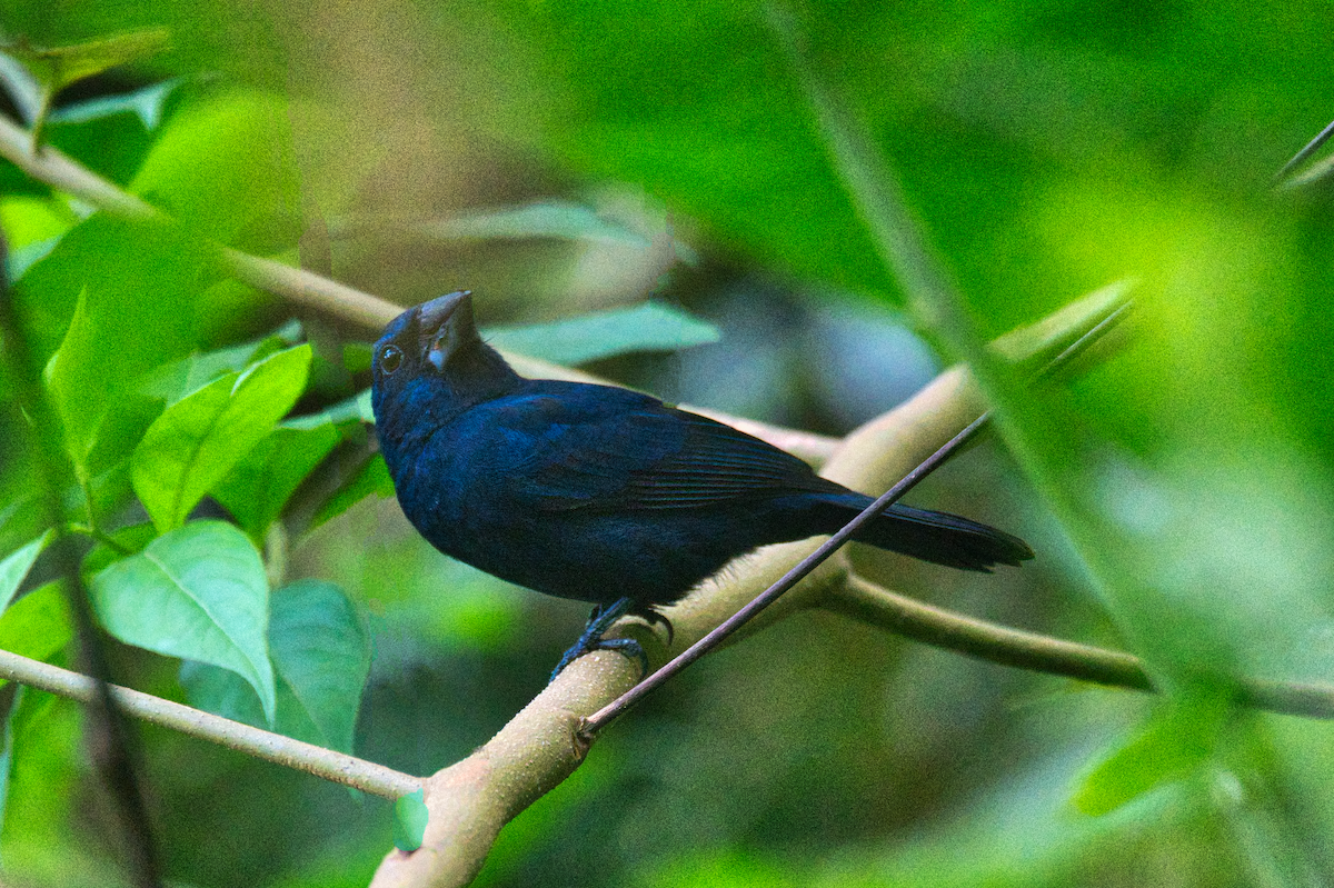 Лускар сизий - ML615301000