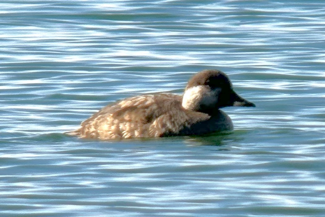 Common Scoter - ML615301005