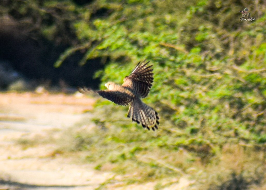 Eurasian Kestrel - Chirag Parmar