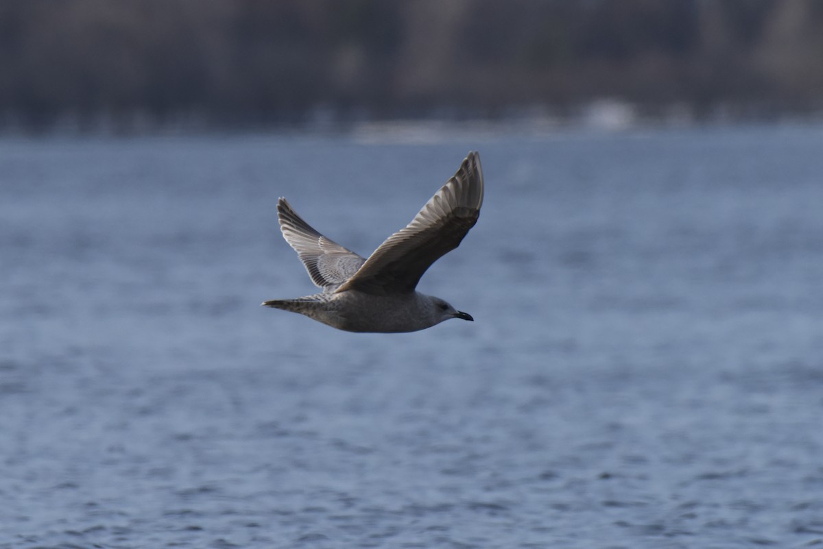 Iceland Gull (Thayer's) - Jamie Spence