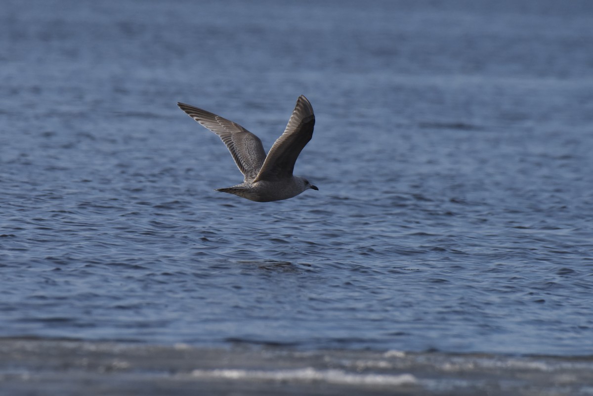 Iceland Gull (Thayer's) - Jamie Spence