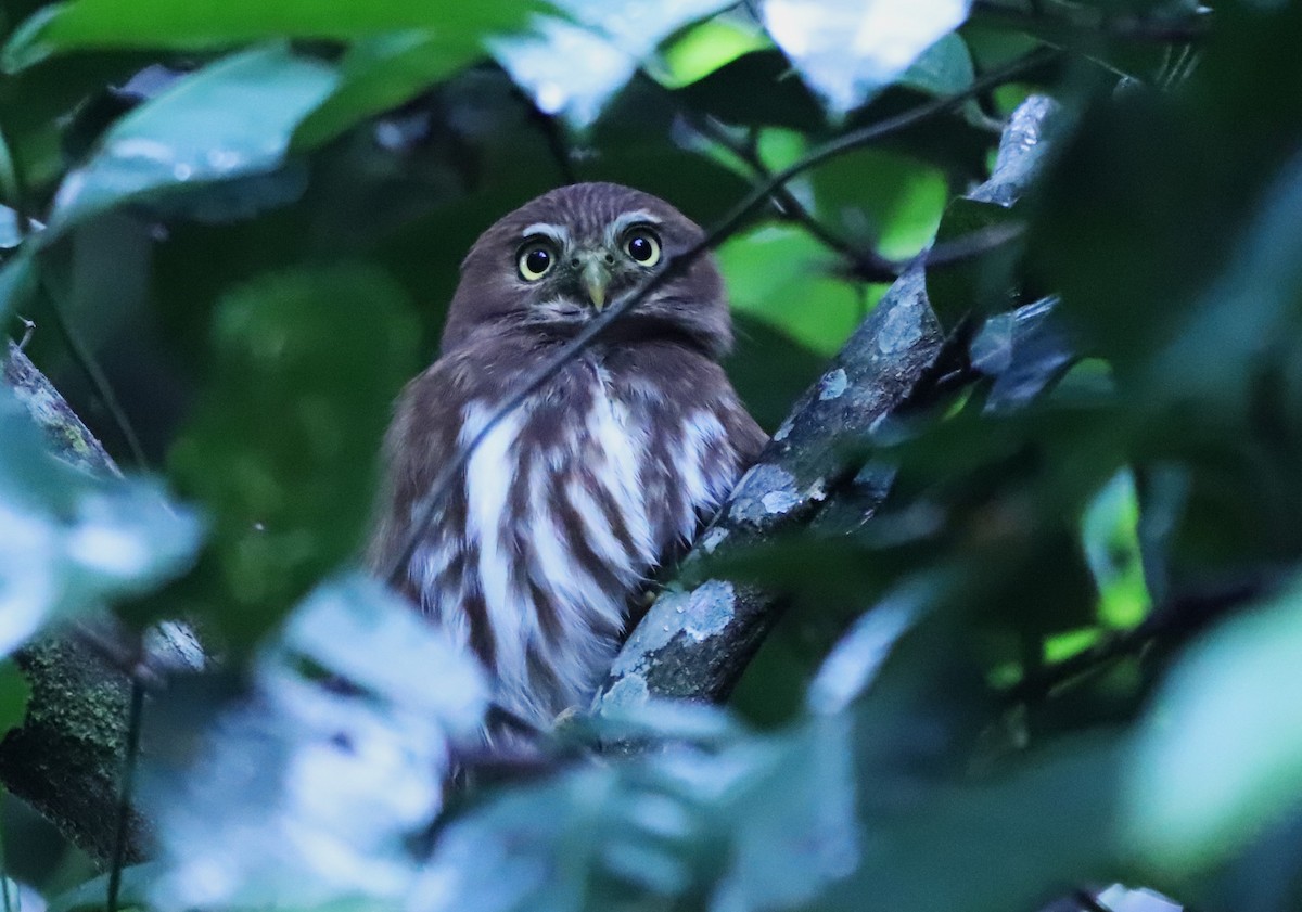 Ferruginous Pygmy-Owl - ML615301040