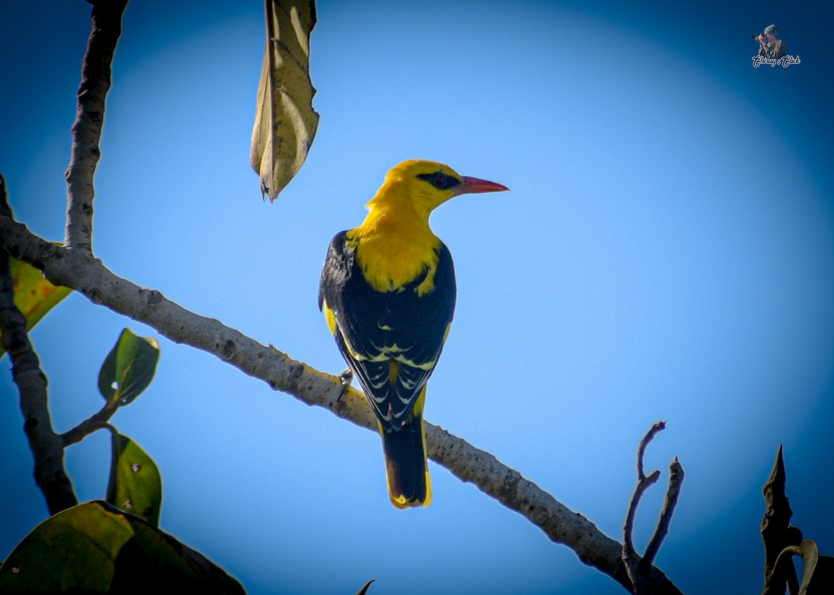 Indian Golden Oriole - ML615301049