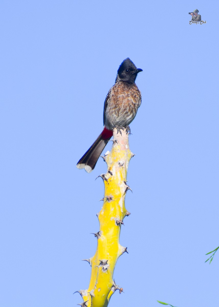 Red-vented Bulbul - ML615301098