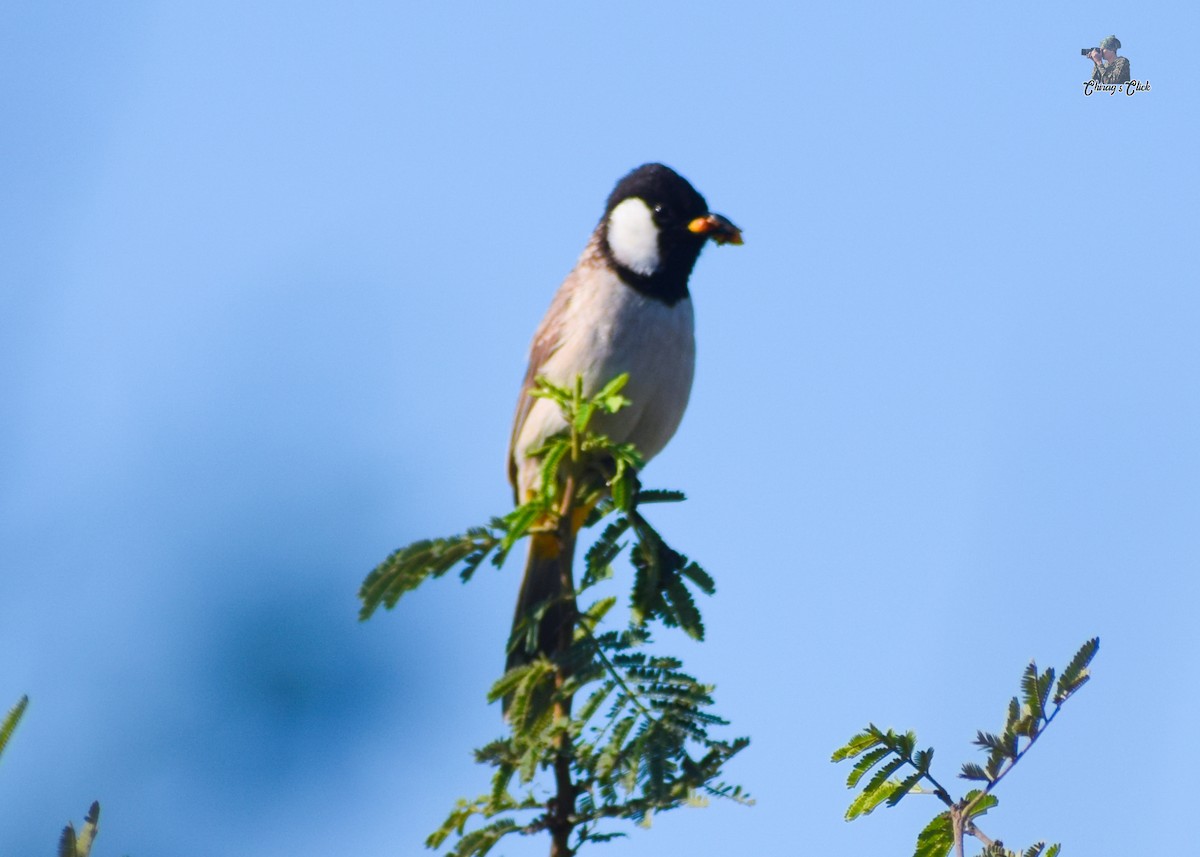 White-eared Bulbul - ML615301103