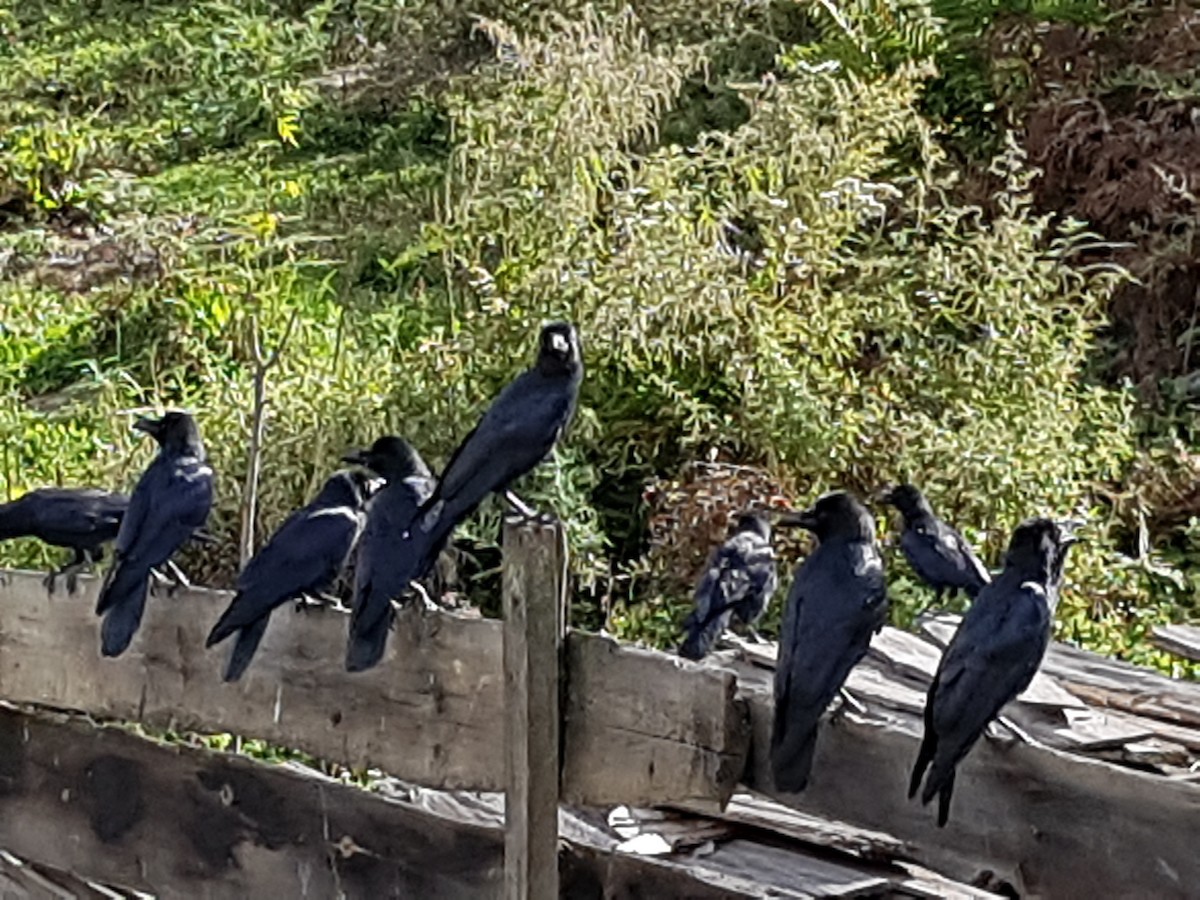 Large-billed Crow - ML615301130