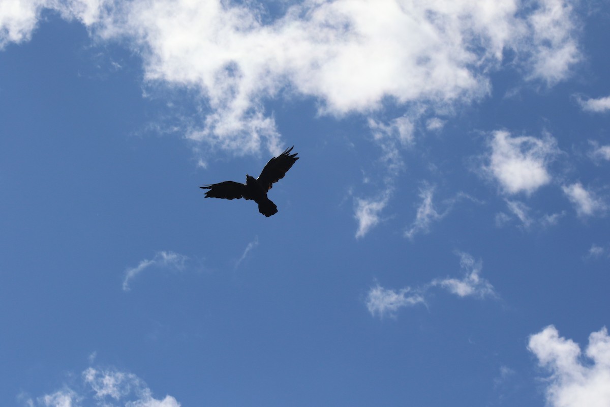 Corbeau à gros bec - ML615301131