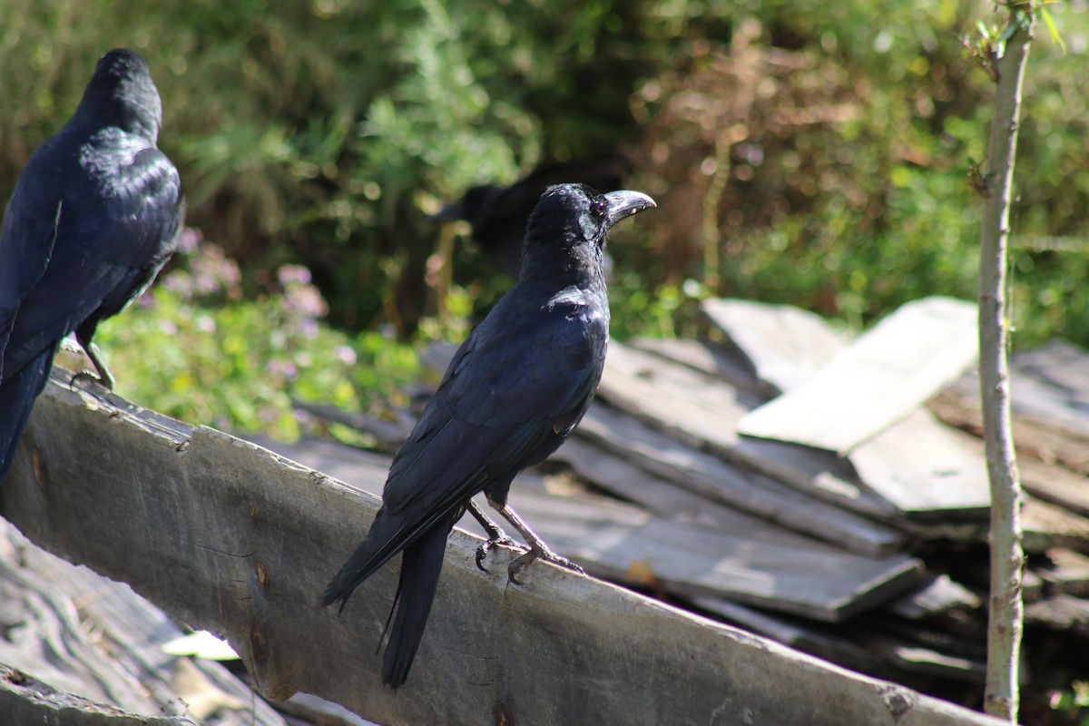 Corbeau à gros bec - ML615301132