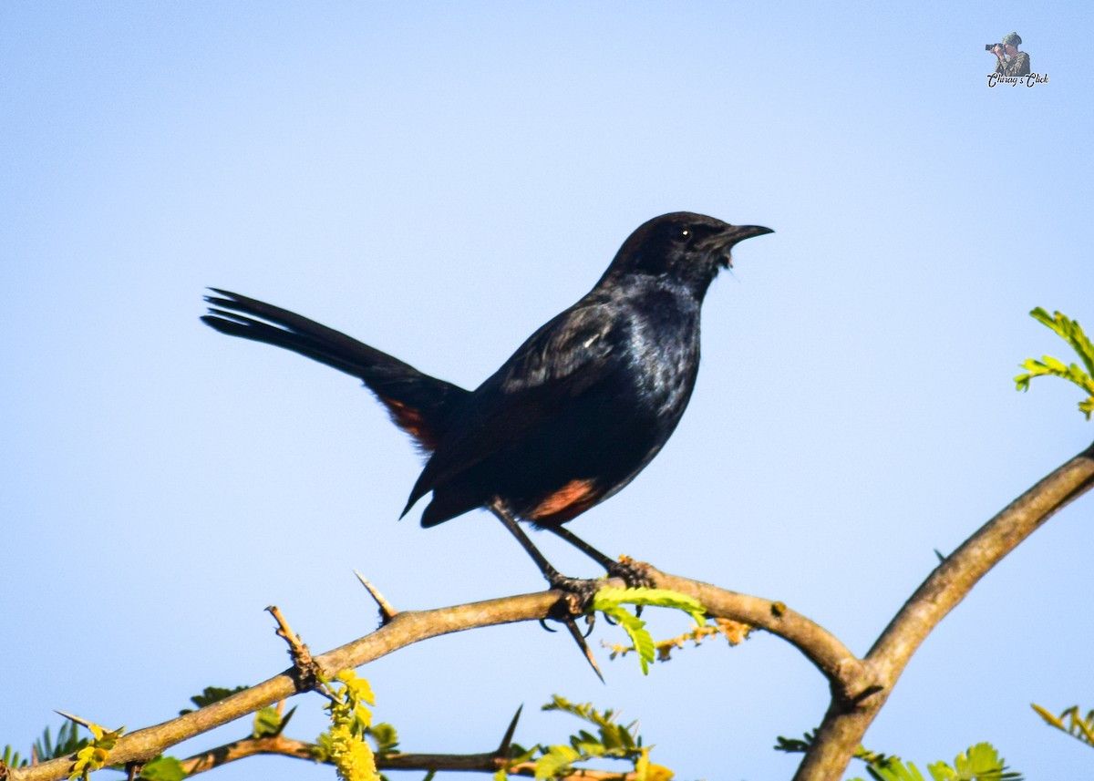 Indian Robin - Chirag Parmar