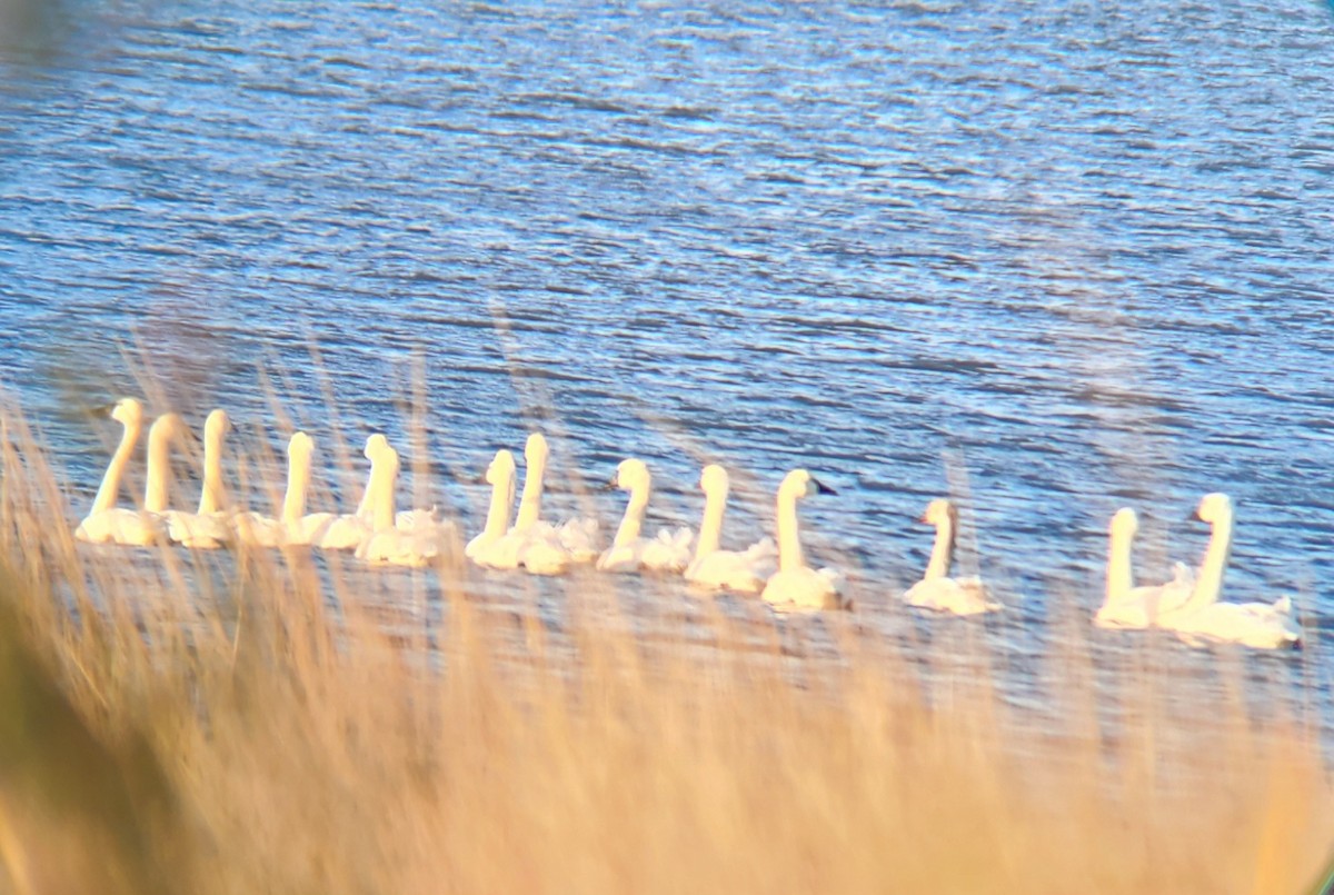 Tundra Swan - ML615301150