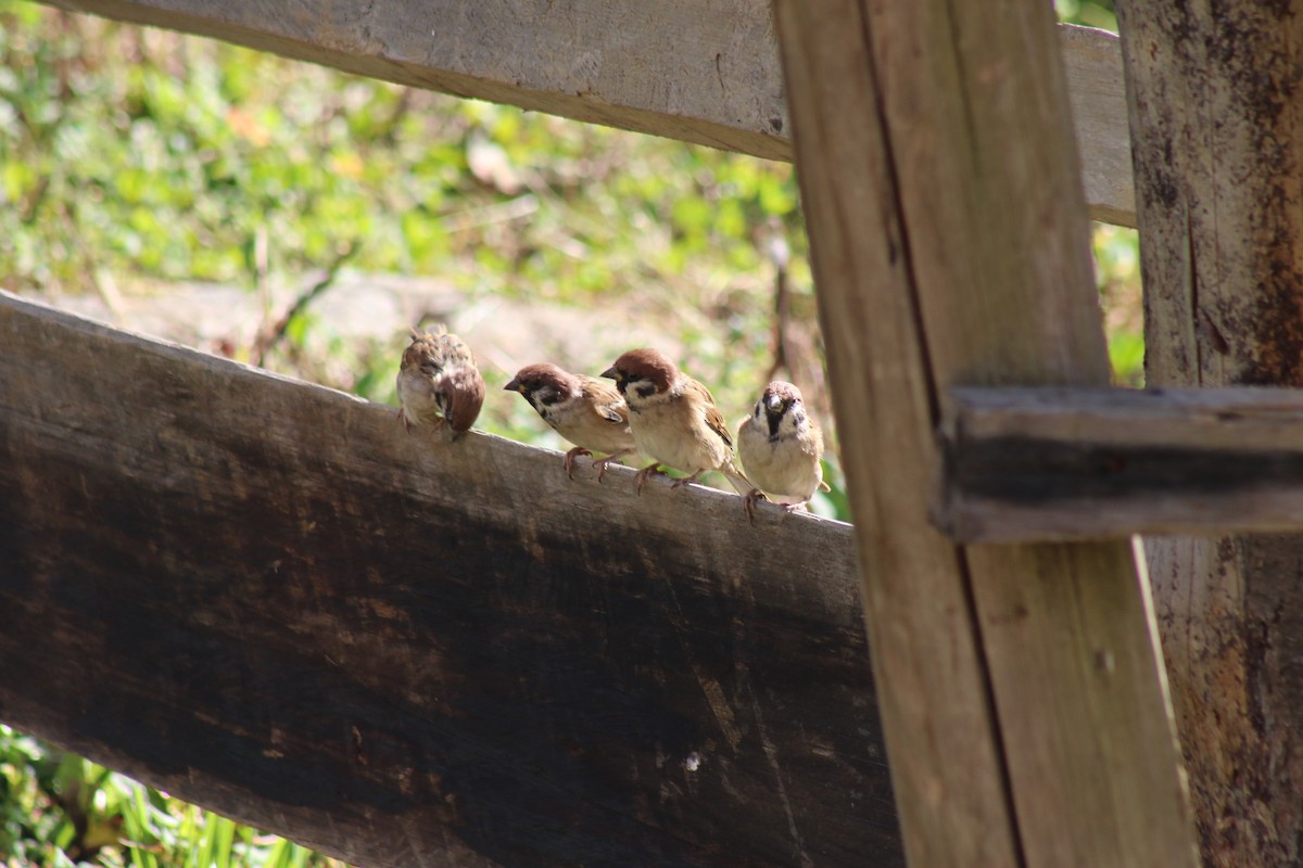 Eurasian Tree Sparrow - ML615301184