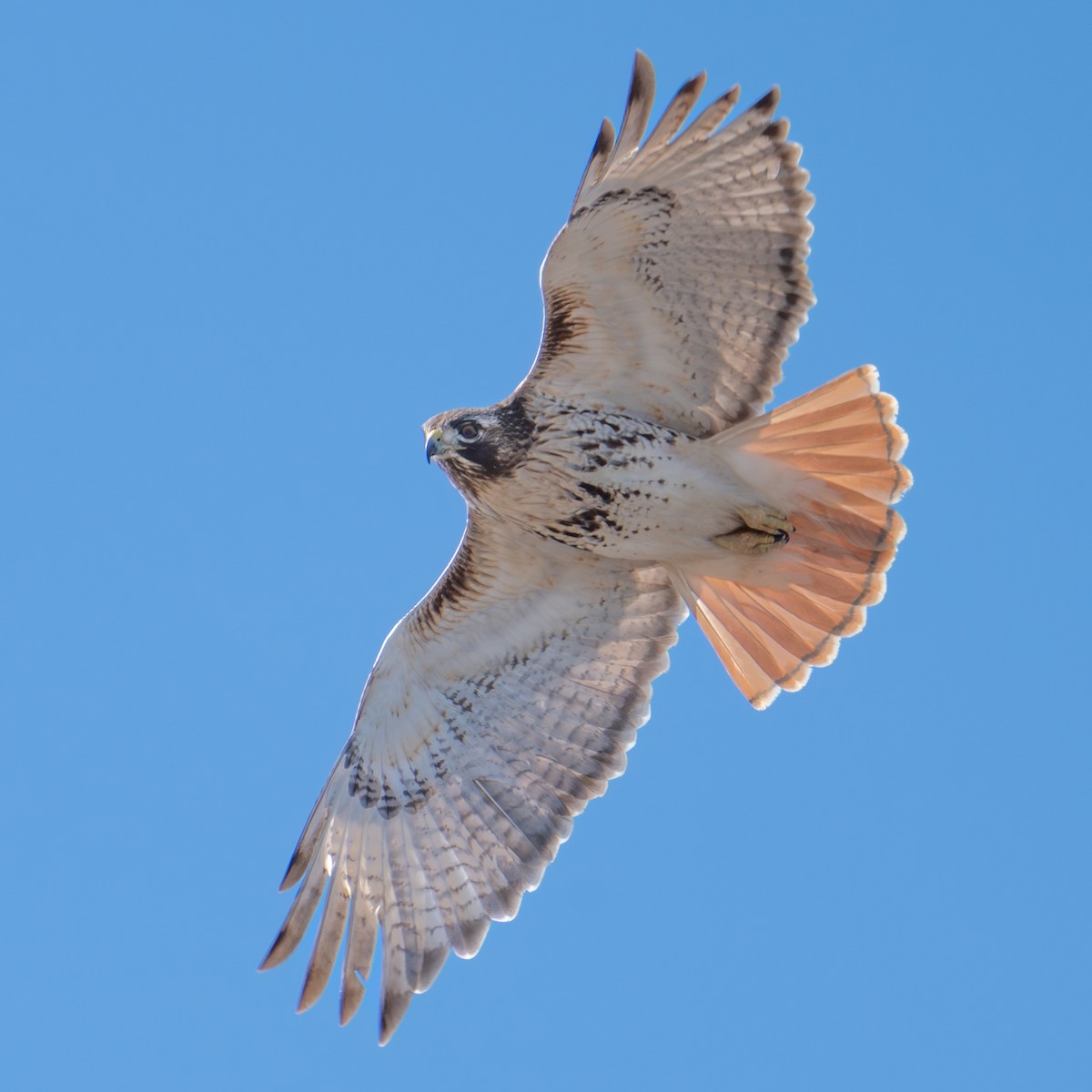 Red-tailed Hawk - ML615301230