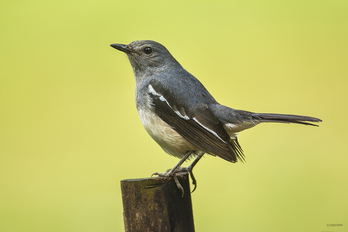 Oriental Magpie-Robin - ML615301240