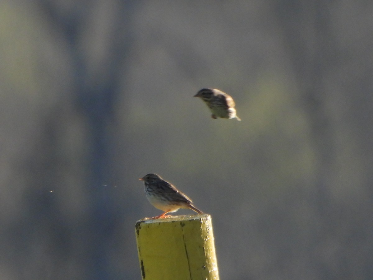 Savannah Sparrow - ML615301255