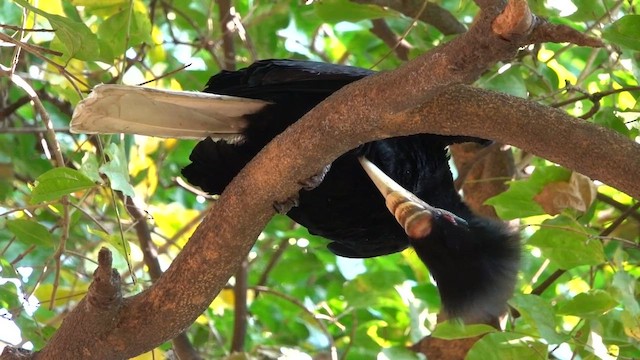 Wreathed Hornbill - ML615301270