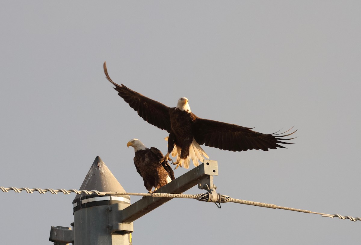 Bald Eagle - Harold Brewer