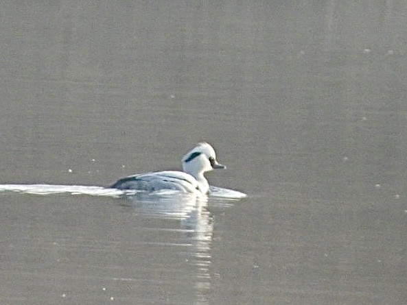 Smew - ML615301345