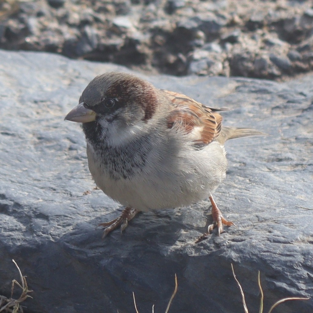 House Sparrow - ML615301407