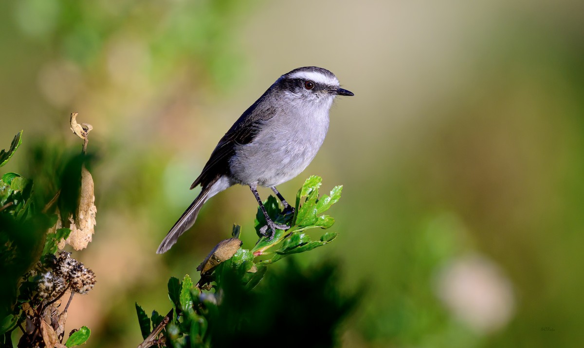 White-browed Chat-Tyrant - ML615301416