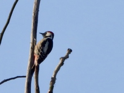 Middle Spotted Woodpecker - Monika Czupryna