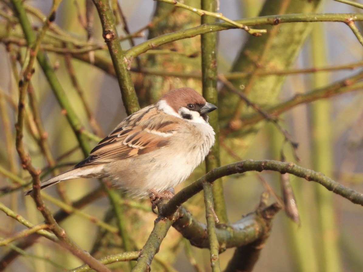 Eurasian Tree Sparrow - Monika Czupryna