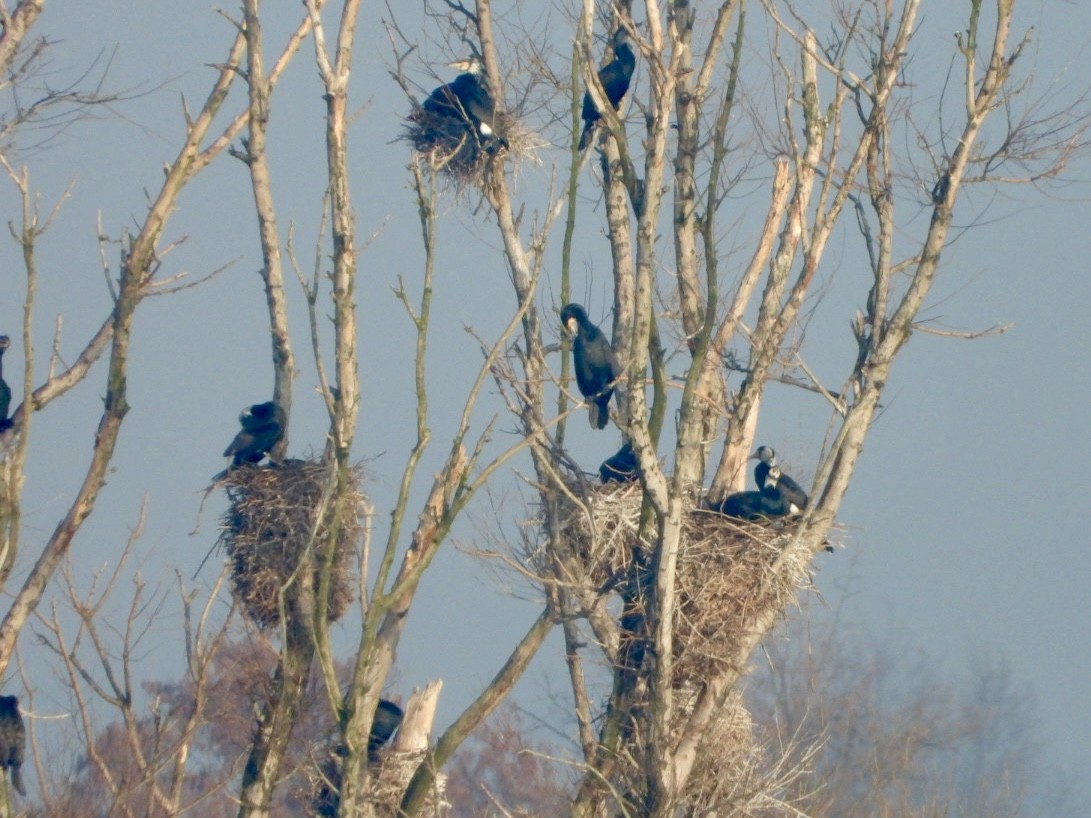 Great Cormorant - ML615301487