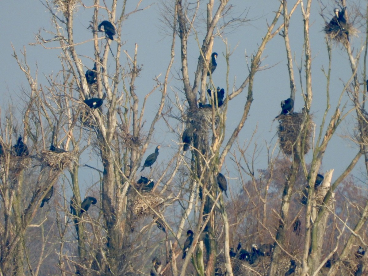 Great Cormorant - ML615301488