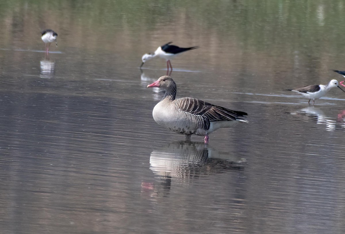 Graylag Goose - Ali Usman Baig