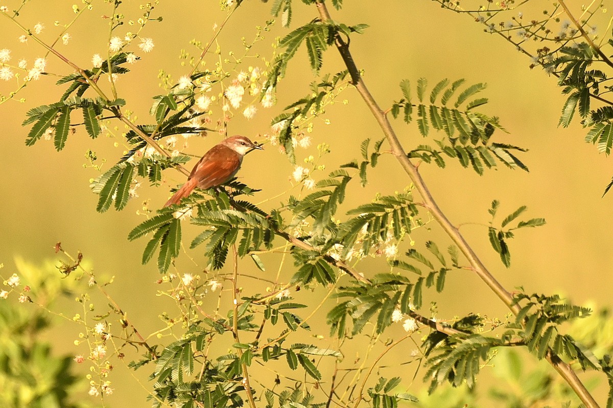 Yellow-chinned Spinetail - ML615301526