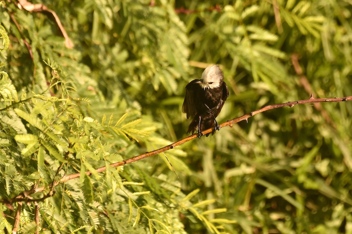 White-headed Marsh Tyrant - ML615301538